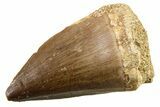 Fossil Mosasaur (Thalassotitan) Tooth - Morocco #341489-1